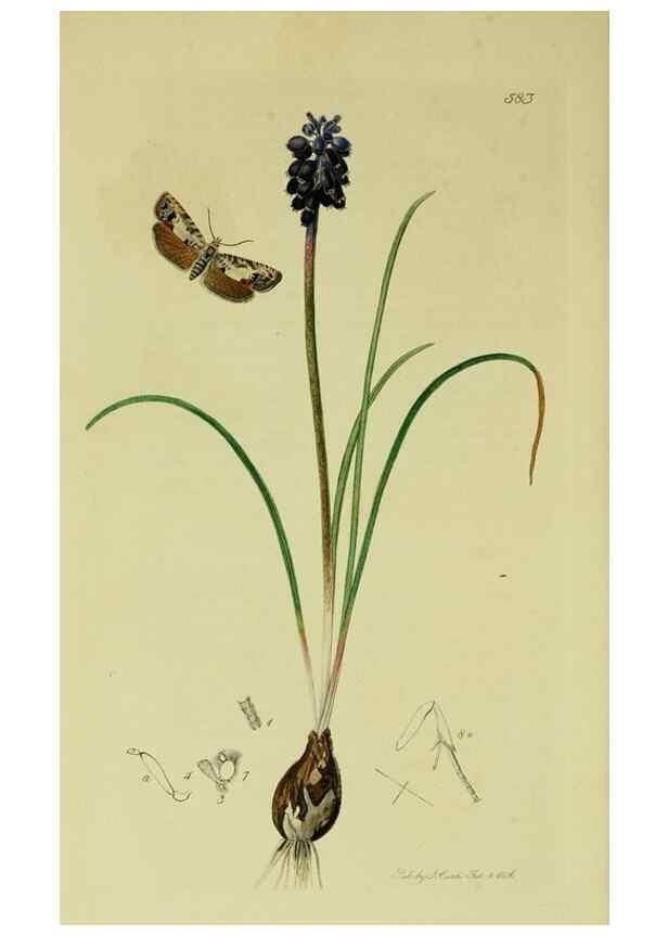 Reproducción/Reproduction 49641065722: British entomology :. London,Printed for the author,1823-1840 [i.e. 1840].. 
