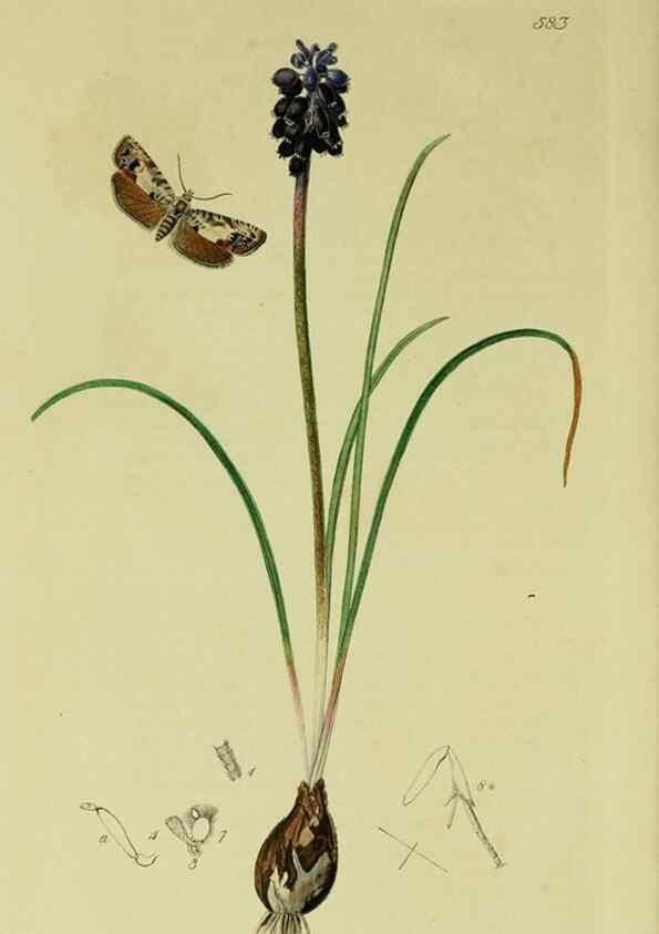 Reproducción/Reproduction 49641065722: British entomology :. London,Printed for the author,1823-1840 [i.e. 1840].. 