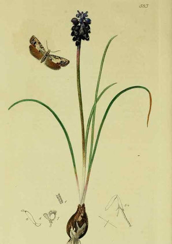 Reproducción/Reproduction 49641065722: British entomology :. London,Printed for the author,1823-1840 [i.e. 1840].. 