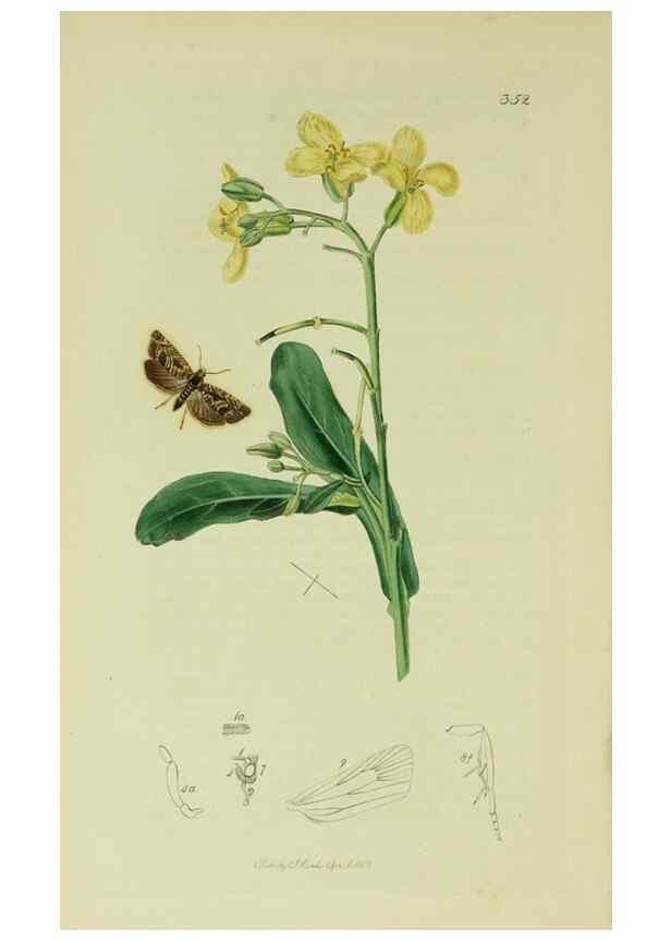 Reproducción/Reproduction 49640269903: British entomology :. London,Printed for the author,1823-1840 [i.e. 1840].. 