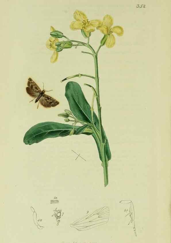 Reproducción/Reproduction 49640269903: British entomology :. London,Printed for the author,1823-1840 [i.e. 1840].. 