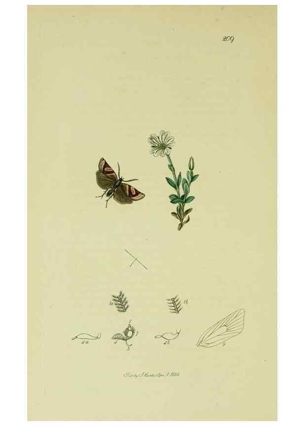 Reproducción/Reproduction 49641063552: British entomology :. London,Printed for the author,1823-1840 [i.e. 1840].. 