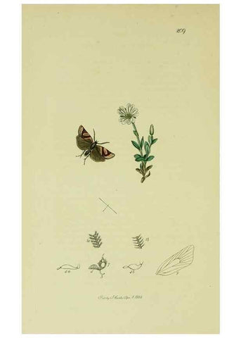 Reproducción/Reproduction 49641063552: British entomology :. London,Printed for the author,1823-1840 [i.e. 1840].. 