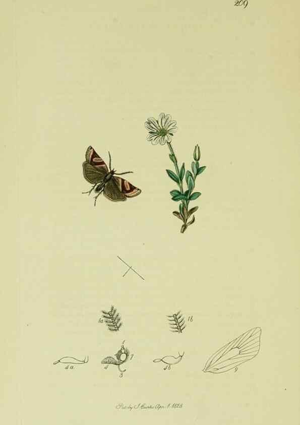 Reproducción/Reproduction 49641063552: British entomology :. London,Printed for the author,1823-1840 [i.e. 1840].. 