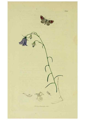 Reproducción/Reproduction 49641060247: British entomology :. London,Printed for the author,1823-1840 [i.e. 1840].. 