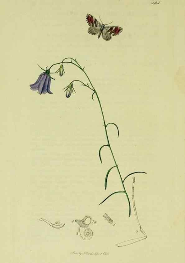 Reproducción/Reproduction 49641060247: British entomology :. London,Printed for the author,1823-1840 [i.e. 1840].. 