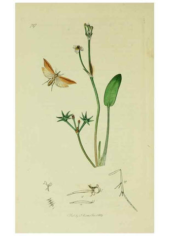 Reproducción/Reproduction 49640800151: British entomology :. London,Printed for the author,1823-1840 [i.e. 1840].. 
