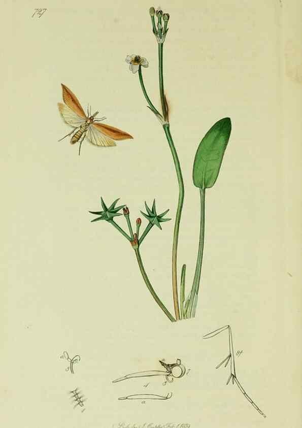 Reproducción/Reproduction 49640800151: British entomology :. London,Printed for the author,1823-1840 [i.e. 1840].. 