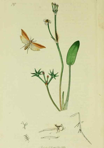 Reproducción/Reproduction 49640800151: British entomology :. London,Printed for the author,1823-1840 [i.e. 1840].. 