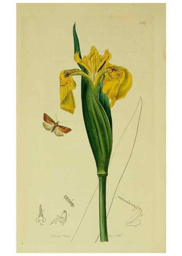 Reproducción/Reproduction 49641074772: British entomology :. London,Printed for the author,1823-1840 [i.e. 1840].. 