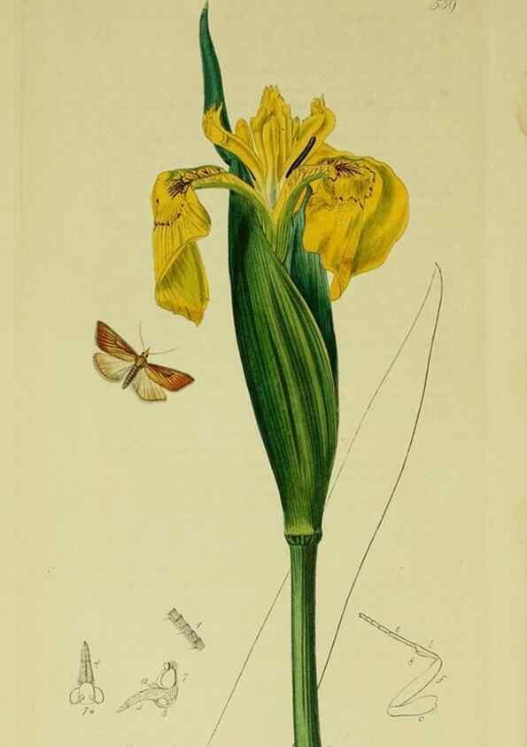 Reproducción/Reproduction 49641074772: British entomology :. London,Printed for the author,1823-1840 [i.e. 1840].. 