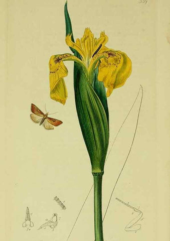 Reproducción/Reproduction 49641074772: British entomology :. London,Printed for the author,1823-1840 [i.e. 1840].. 