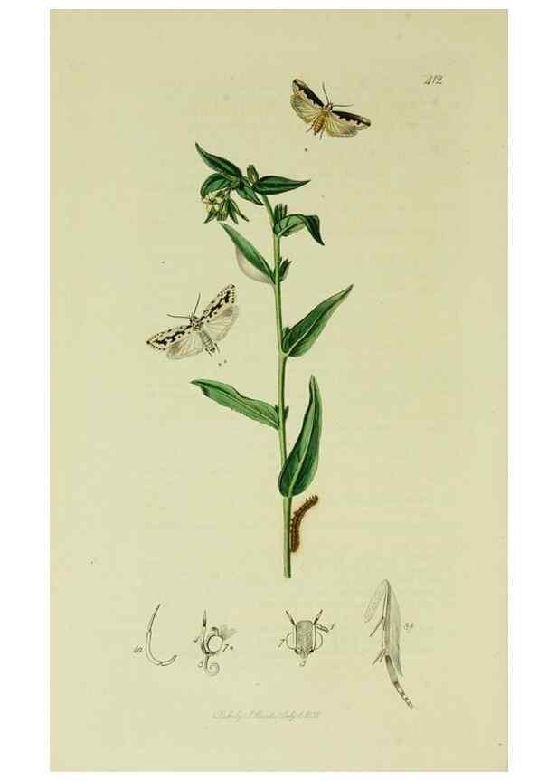 Reproducción/Reproduction 49640808496: British entomology :. London,Printed for the author,1823-1840 [i.e. 1840].. 