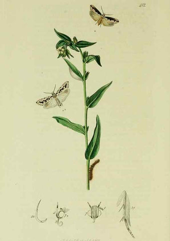 Reproducción/Reproduction 49640808496: British entomology :. London,Printed for the author,1823-1840 [i.e. 1840].. 