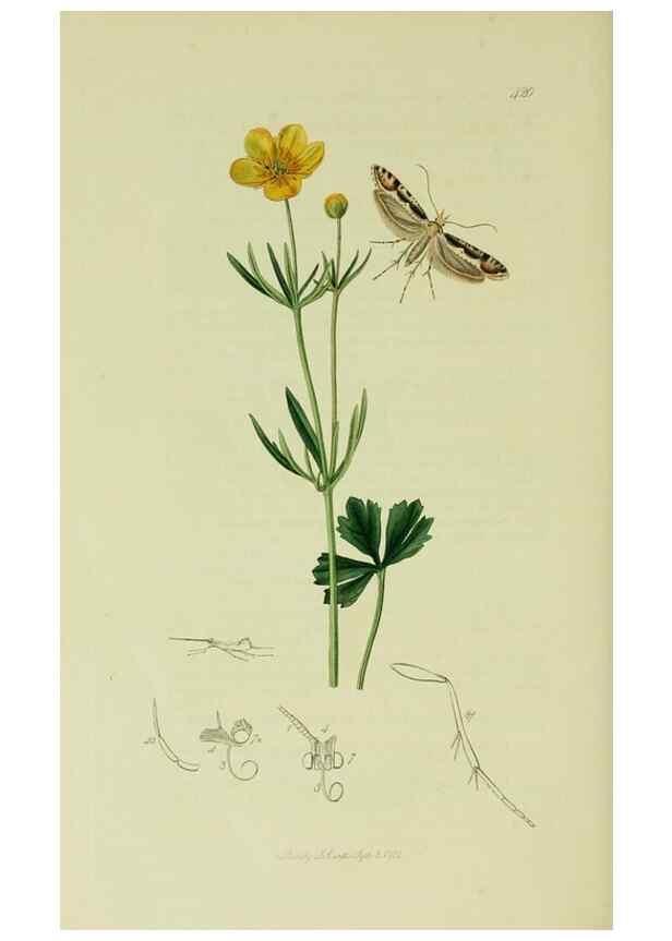 Reproducción/Reproduction 49641081892: British entomology :. London,Printed for the author,1823-1840 [i.e. 1840].. 