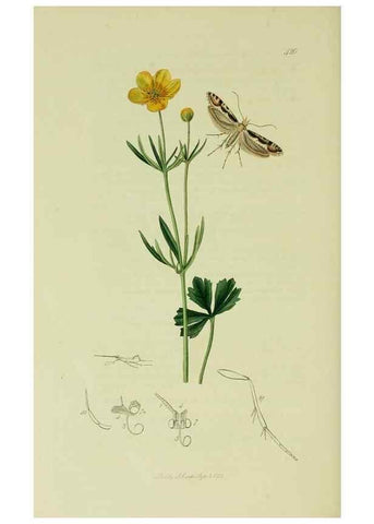 Reproducción/Reproduction 49641081892: British entomology :. London,Printed for the author,1823-1840 [i.e. 1840].. 