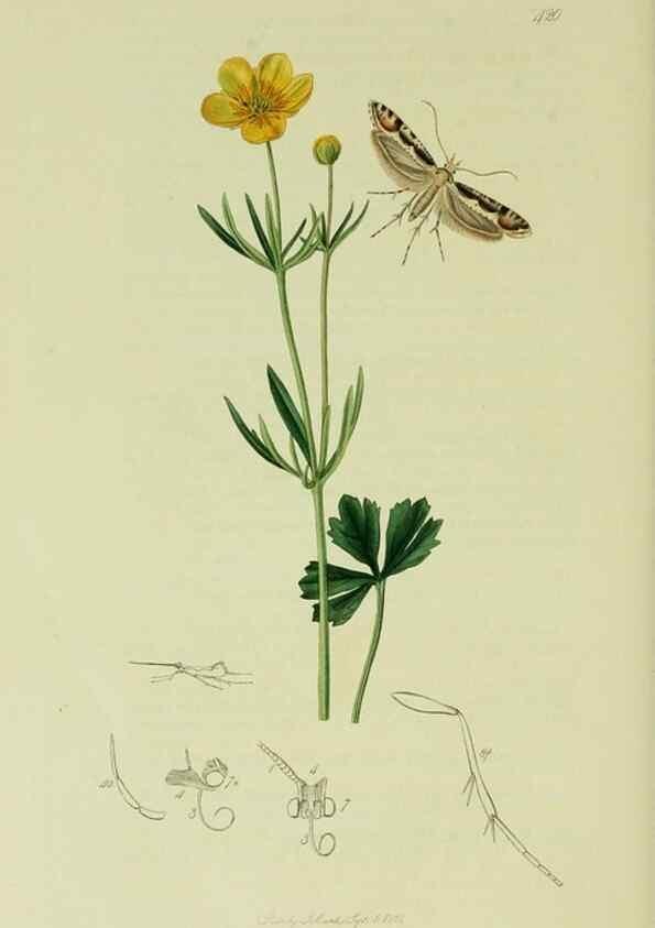 Reproducción/Reproduction 49641081892: British entomology :. London,Printed for the author,1823-1840 [i.e. 1840].. 