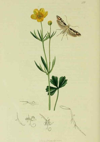 Reproducción/Reproduction 49641081892: British entomology :. London,Printed for the author,1823-1840 [i.e. 1840].. 