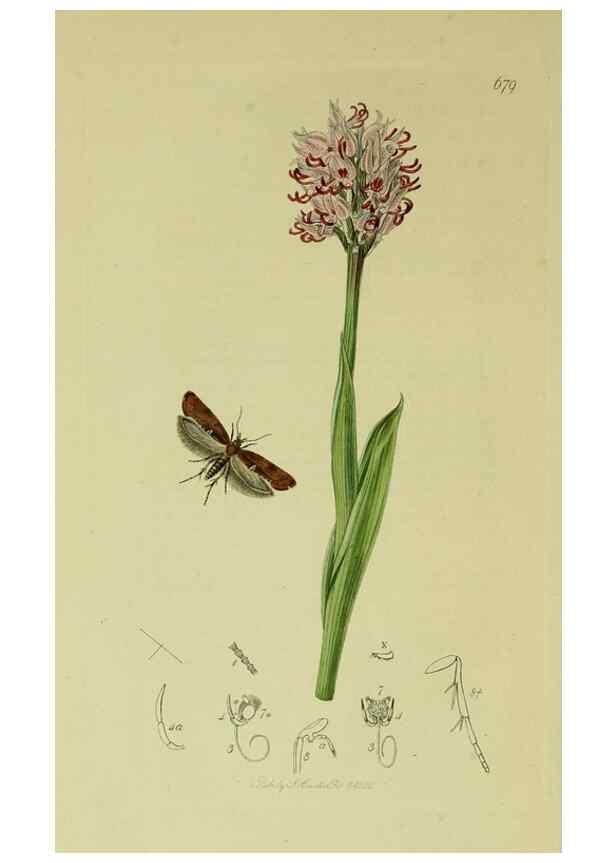 Reproducción/Reproduction 49640286878: British entomology :. London,Printed for the author,1823-1840 [i.e. 1840].. 
