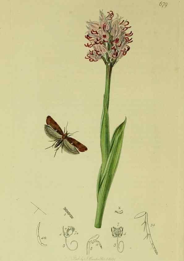 Reproducción/Reproduction 49640286878: British entomology :. London,Printed for the author,1823-1840 [i.e. 1840].. 