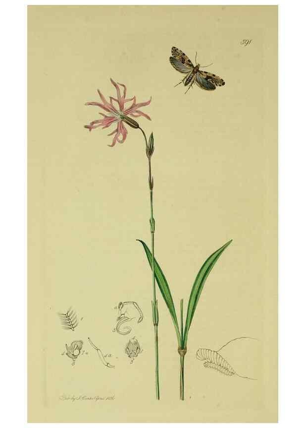 Reproducción/Reproduction 49640287258: British entomology :. London,Printed for the author,1823-1840 [i.e. 1840].. 