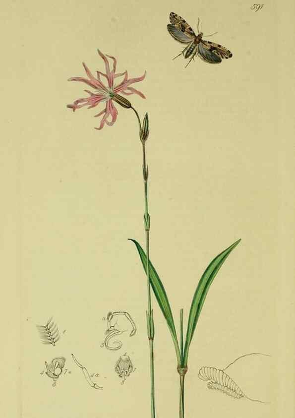 Reproducción/Reproduction 49640287258: British entomology :. London,Printed for the author,1823-1840 [i.e. 1840].. 