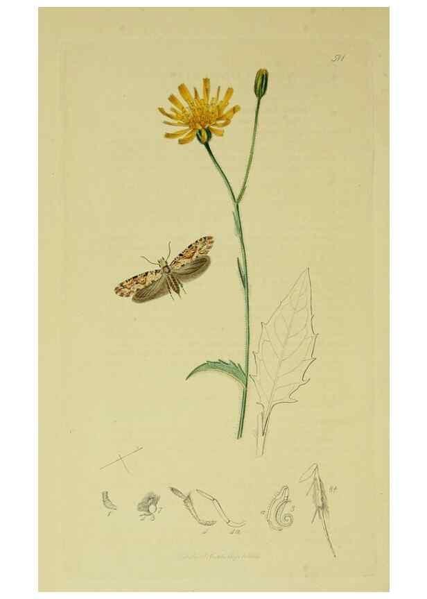 Reproducción/Reproduction 49640810306: British entomology :. London,Printed for the author,1823-1840 [i.e. 1840].. 