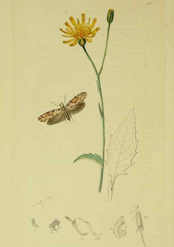 Reproducción/Reproduction 49640810306: British entomology :. London,Printed for the author,1823-1840 [i.e. 1840].. 