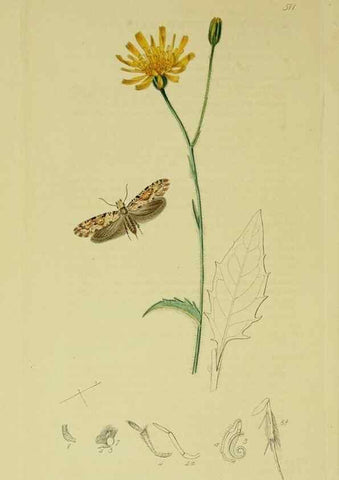 Reproducción/Reproduction 49640810306: British entomology :. London,Printed for the author,1823-1840 [i.e. 1840].. 