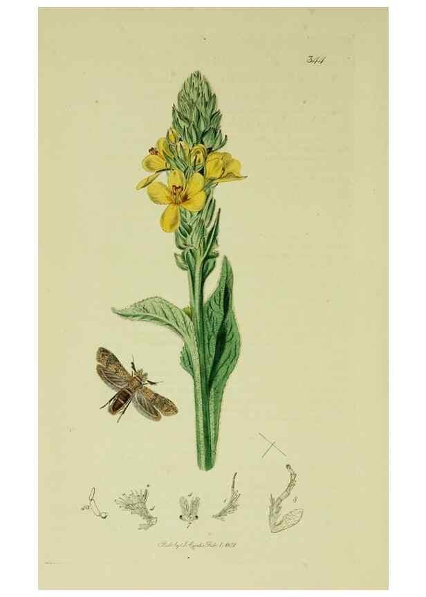Reproducción/Reproduction 49640810861: British entomology :. London,Printed for the author,1823-1840 [i.e. 1840].. 