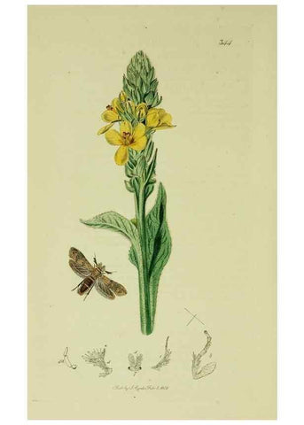 Reproducción/Reproduction 49640810861: British entomology :. London,Printed for the author,1823-1840 [i.e. 1840].. 