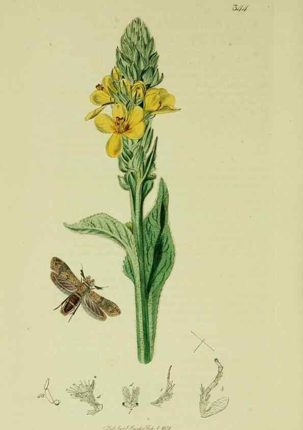 Reproducción/Reproduction 49640810861: British entomology :. London,Printed for the author,1823-1840 [i.e. 1840].. 