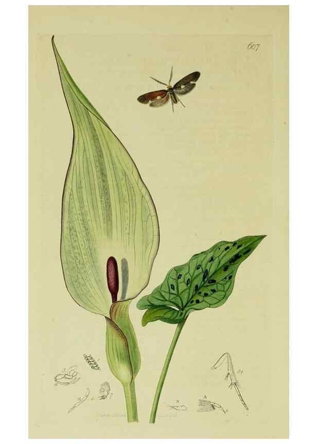 Reproducción/Reproduction 49640288293: British entomology :. London,Printed for the author,1823-1840 [i.e. 1840].. 