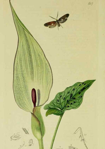 Reproducción/Reproduction 49640288293: British entomology :. London,Printed for the author,1823-1840 [i.e. 1840].. 