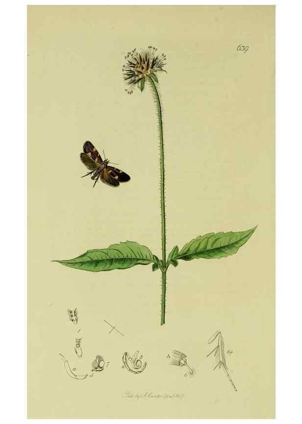 Reproducción/Reproduction 49640811451: British entomology :. London,Printed for the author,1823-1840 [i.e. 1840].. 