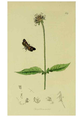 Reproducción/Reproduction 49640811451: British entomology :. London,Printed for the author,1823-1840 [i.e. 1840].. 