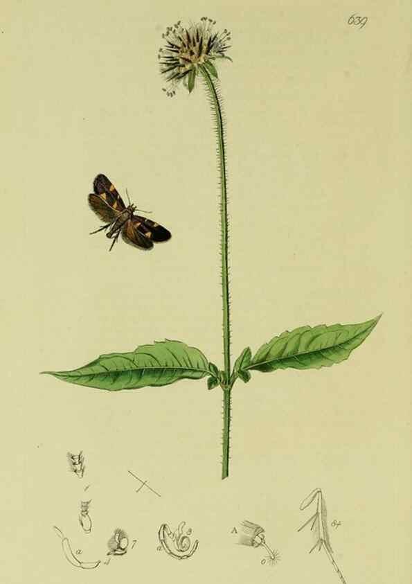 Reproducción/Reproduction 49640811451: British entomology :. London,Printed for the author,1823-1840 [i.e. 1840].. 