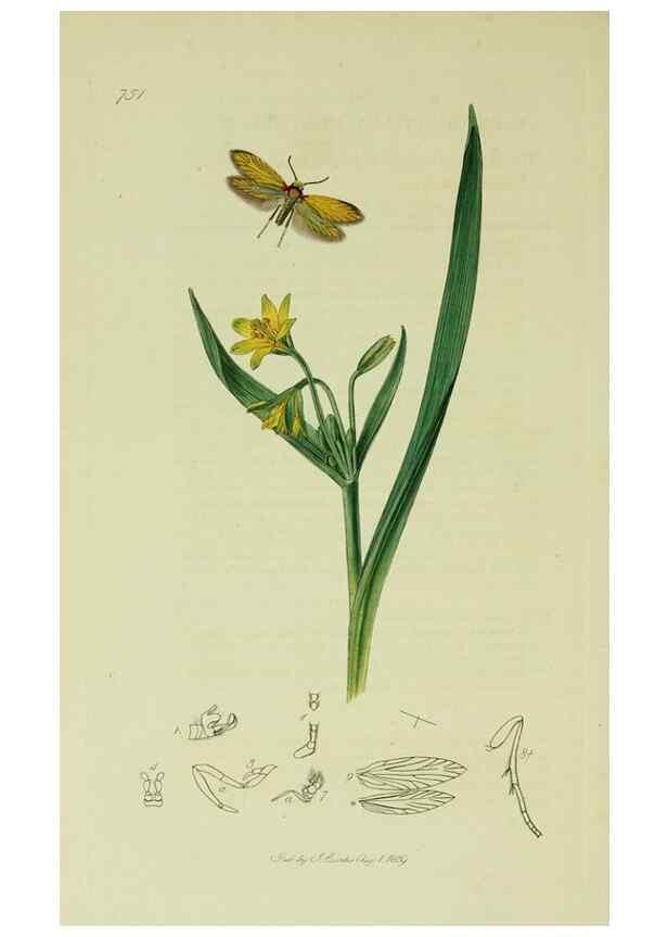 Reproducción/Reproduction 49641085117: British entomology :. London,Printed for the author,1823-1840 [i.e. 1840].. 