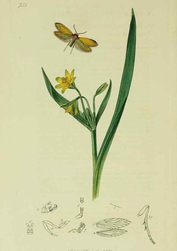 Reproducción/Reproduction 49641085117: British entomology :. London,Printed for the author,1823-1840 [i.e. 1840].. 