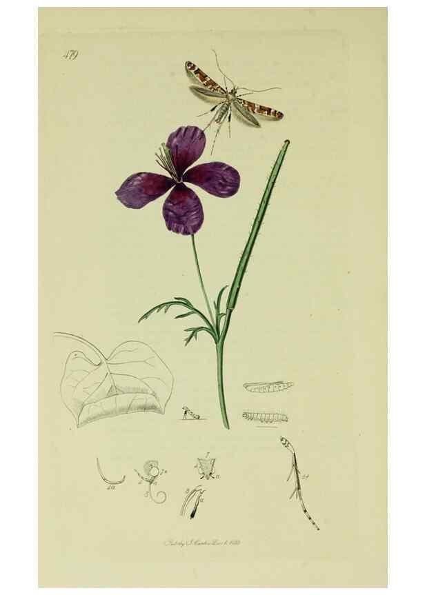 Reproducción/Reproduction 49641085397: British entomology :. London,Printed for the author,1823-1840 [i.e. 1840].. 