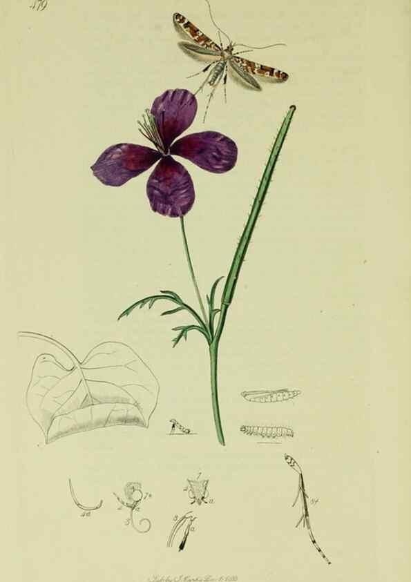 Reproducción/Reproduction 49641085397: British entomology :. London,Printed for the author,1823-1840 [i.e. 1840].. 