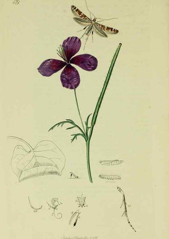 Reproducción/Reproduction 49641085397: British entomology :. London,Printed for the author,1823-1840 [i.e. 1840].. 