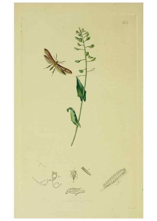 Reproducción/Reproduction 49641085662: British entomology :. London,Printed for the author,1823-1840 [i.e. 1840].. 