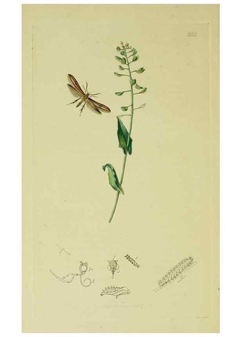 Reproducción/Reproduction 49641085662: British entomology :. London,Printed for the author,1823-1840 [i.e. 1840].. 
