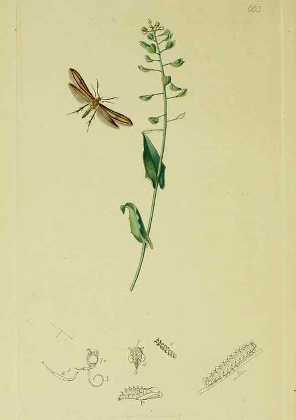 Reproducción/Reproduction 49641085662: British entomology :. London,Printed for the author,1823-1840 [i.e. 1840].. 
