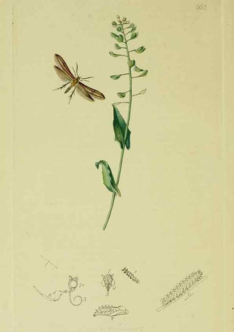 Reproducción/Reproduction 49641085662: British entomology :. London,Printed for the author,1823-1840 [i.e. 1840].. 