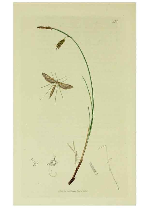 Reproducción/Reproduction 49640289823: British entomology :. London,Printed for the author,1823-1840 [i.e. 1840].. 