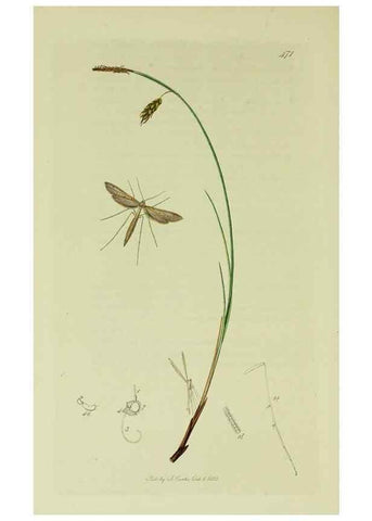 Reproducción/Reproduction 49640289823: British entomology :. London,Printed for the author,1823-1840 [i.e. 1840].. 