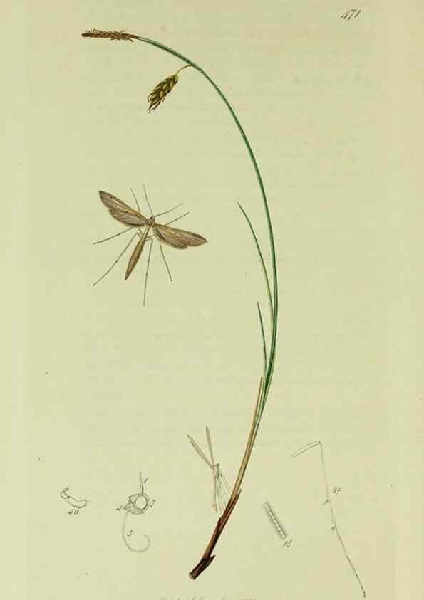 Reproducción/Reproduction 49640289823: British entomology :. London,Printed for the author,1823-1840 [i.e. 1840].. 