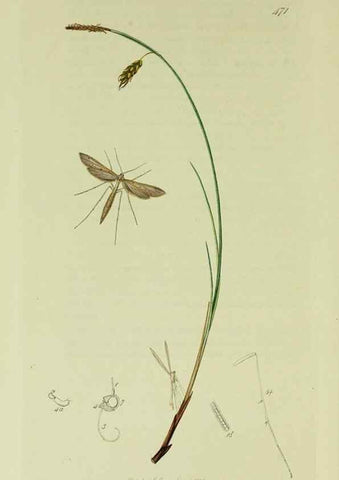 Reproducción/Reproduction 49640289823: British entomology :. London,Printed for the author,1823-1840 [i.e. 1840].. 